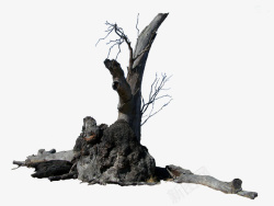 枯萎树木石头上的树木高清图片
