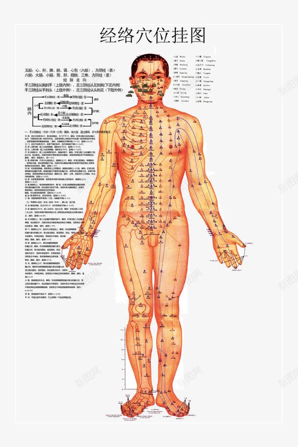 经络图png免抠素材_新图网 https://ixintu.com 五脏 六腑 十二 古代经络图 手太阴肺经 疏通筋络 经络图 经络图图片 经络穴位挂图 肺内 背部 设计