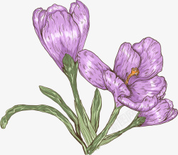 淡紫色植物手绘君子兰矢量图高清图片