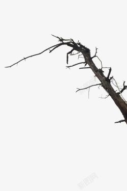 清新树杈黑色枯树高清图片