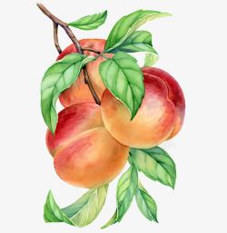 妗冨绩手绘桃树枝上的桃子高清图片