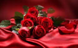 大红色丝绸大红色丝绸红玫瑰高清图片