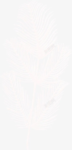 白鹅毛填充羽毛高清图片