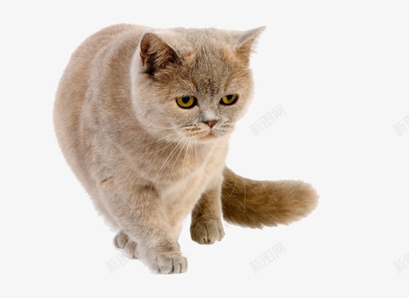 凶恶的猫咪png免抠素材_新图网 https://ixintu.com 家猫 活泼的猫 猫咪 肥猫