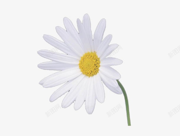 一朵白色的小花png免抠素材_新图网 https://ixintu.com 植物 白色 白花 花朵