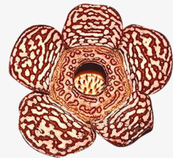 深红花稀有的霸王花高清图片
