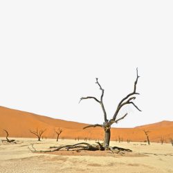 改善环境改善沙漠的枯树高清图片