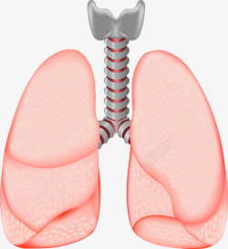 肺插画人体废气管卡通插画高清图片