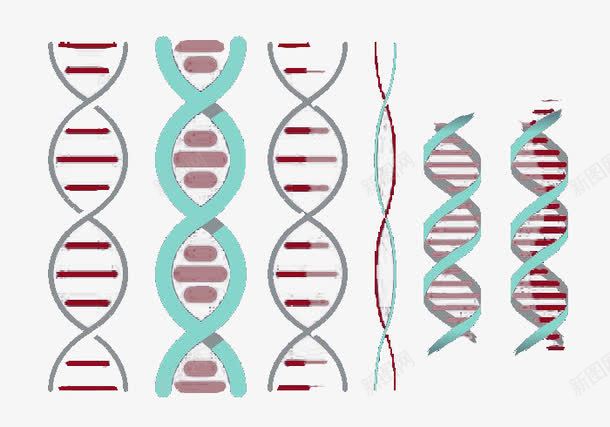 双螺旋向量集png免抠素材_新图网 https://ixintu.com DNA分子 双螺旋结构 基因结构