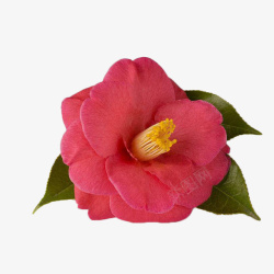 盛开的茶花一朵盛开的红色山茶花配图高清图片