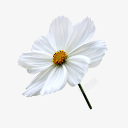 洁白的花朵洁白盛开的花朵高清图片