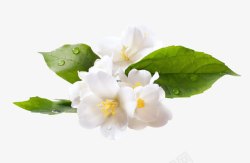 白色小花装扮水珠白色小花绿叶高清图片