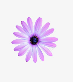 紫色花野菊花素材