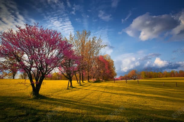 蓝天红树黄色草地迷人秋景jpg设计背景_新图网 https://ixintu.com 秋景 红树 草地 蓝天 迷人 黄色