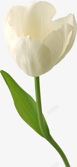 郁金香花朵白色花朵郁金香高清图片