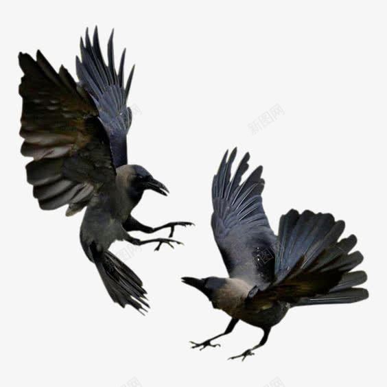 乌鸦png免抠素材_新图网 https://ixintu.com 乌鸦飞过 动物 小鸟 飞翔的乌鸦 黑色乌鸦