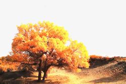 荒漠中沙漠中的胡杨树高清图片