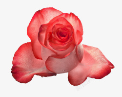 带有露珠的红色玫瑰花素材