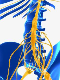 人体局部夸张人体局部特写神经系统脊神经高清图片