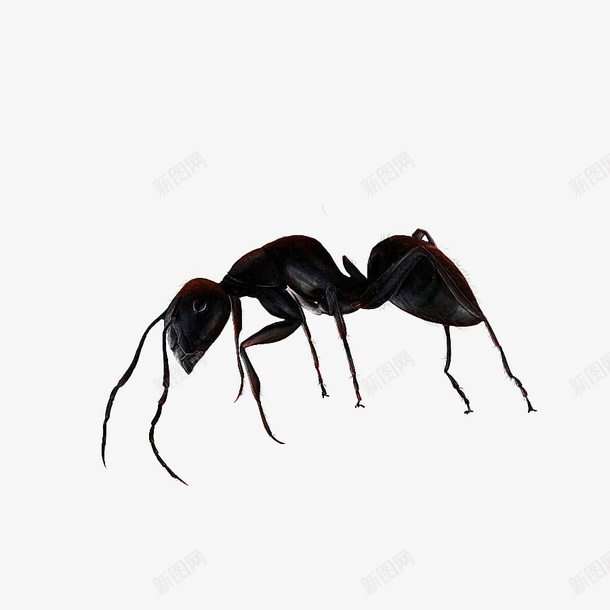 颓废的小蚂蚁png免抠素材_新图网 https://ixintu.com 丧气 小蚂蚁 蚂蚁 颓废 黑蚂蚁