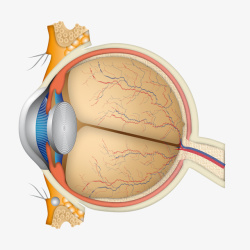 眼球基本结构卡通眼球矢量图高清图片
