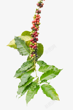 红绿色小鸡仔红绿色一串咖啡果实物高清图片