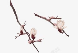 玉兰花素材