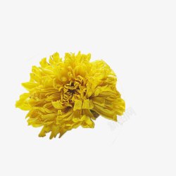 黄色的金丝菊一朵盛开的黄色金丝菊高清图片
