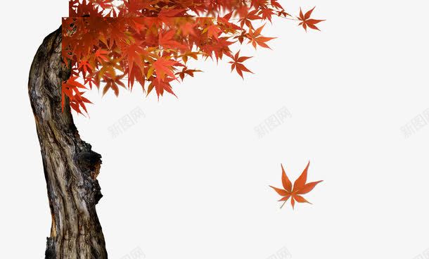 秋天的枫叶png免抠素材_新图网 https://ixintu.com 枫树 秋天的枫叶 红色叶子 落叶