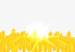 农田丰收金黄色的稻谷高清图片