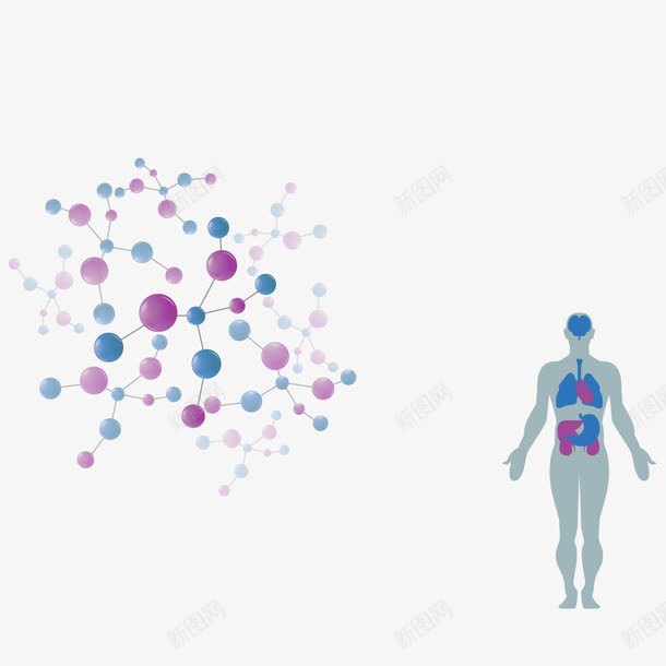 生物学分析png免抠素材_新图网 https://ixintu.com 人体器官 人体系统 医学 卡通 球棍模型 生物学