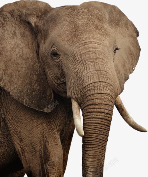 可爱的小型亚洲象png免抠素材_新图网 https://ixintu.com 动物 可爱风格 土黄色皮肤 小型 非洲象