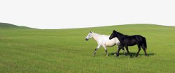 内蒙古文化内蒙古草原上的两匹马高清图片