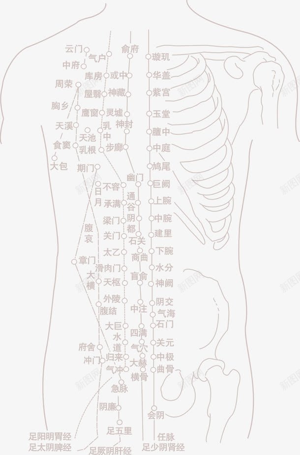 中颖人体脉络图标png_新图网 https://ixintu.com 人体 图标 脉络