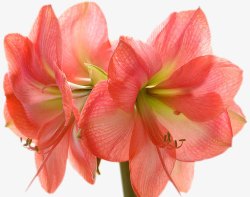 花卉独角兽免抠图像杜鹃花花朵图像高清图片