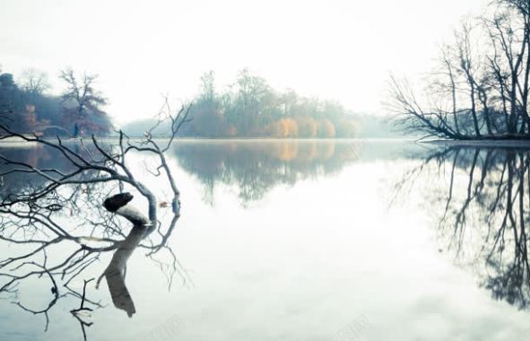 湖水上的枯树枝海报背景背景