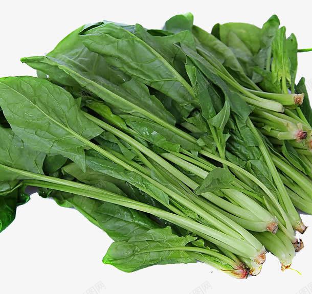 蔬菜菠菜png免抠素材_新图网 https://ixintu.com 健康食品 菠菜 蔬菜 青菜