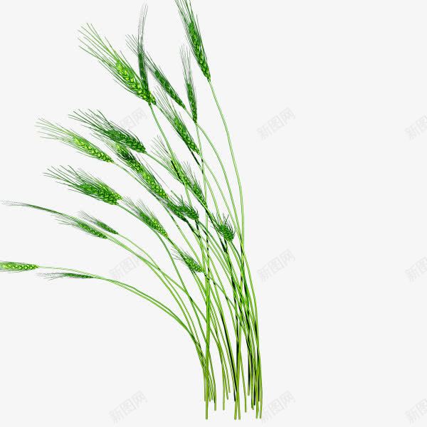 青色小麦png免抠素材_新图网 https://ixintu.com 小麦 手绘小麦 麦子