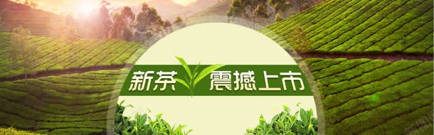 新茶上市banner背景