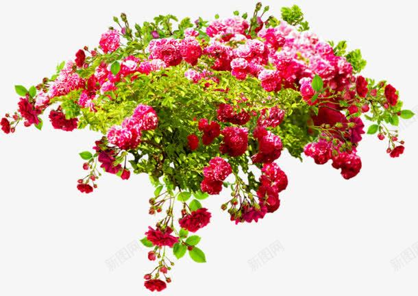 玫瑰花簇png免抠素材_新图网 https://ixintu.com 玫瑰花 红色 花园 花簇
