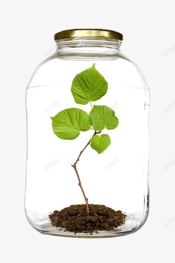 玻璃瓶里的植物png免抠素材_新图网 https://ixintu.com 叶子 土块 土堆 土壤 植物 玻璃瓶