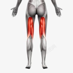 脚部肌肉骨骼人体肌肉组织分布高清图片