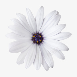 散开的花瓣白色有观赏性小叶子的葵类一朵大高清图片