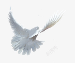 飞翔鸽子飞翔的白色鸽子高清图片