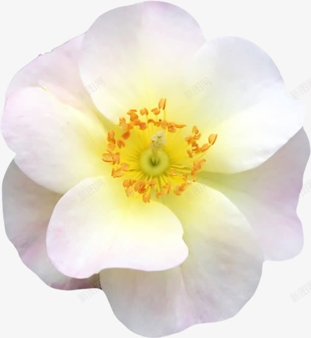 漂亮的水仙花png免抠素材_新图网 https://ixintu.com 水仙花 白色 花卉 花朵