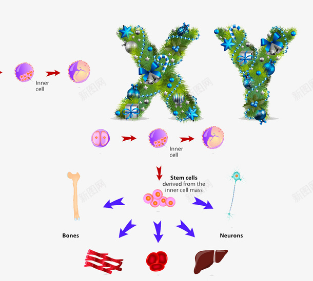 XYpng免抠素材_新图网 https://ixintu.com XY 基因 干细胞 无创DNA 染色体 高清免扣 高清免扣素材