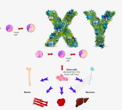 多能干细胞XY高清图片