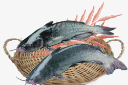 新鲜鲈鱼实物黑色鲈鱼高清图片