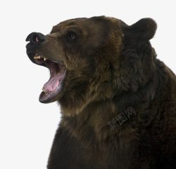吼叫张嘴怒吼的棕熊高清图片