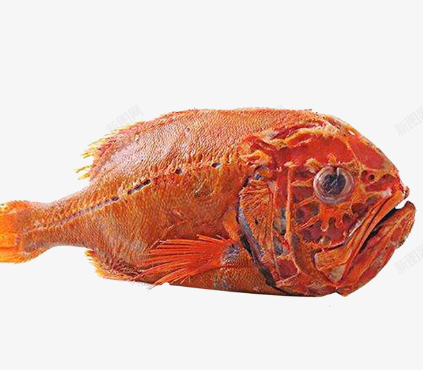 立着的长寿鱼图png免抠素材_新图网 https://ixintu.com 新西兰长寿鱼 橘红色 橙色 海底鱼 海洋生物 深水鱼 长寿鱼 鱼 鱼类